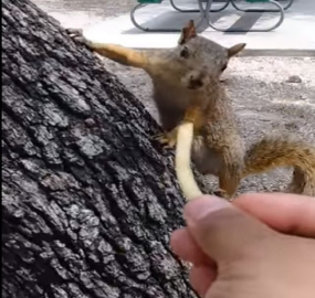 Sincabı beslemek isterken parmağından oluyordu