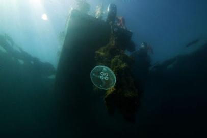 Marmara'daki mercanlar böyle kurtarıldı