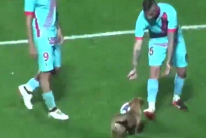 Sahaya giren köpek ortalığı birbirine kattı