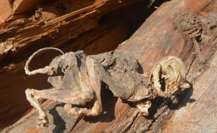 500 yıllık ağacın içinden çıkan hayvan iskeleti şaşırttı