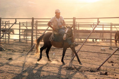 Yılkı atları yakalanmaya başladı