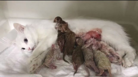 Yavru kediler sezeryanla kurtarıldı
