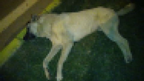 Köpekleri acımadan silahla vurdular