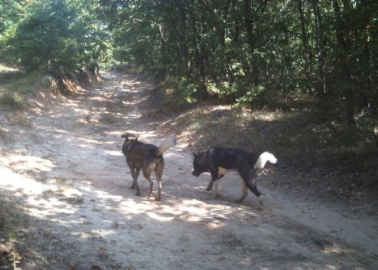 Milyonluk atları kurtlar değil köpekler yemiş