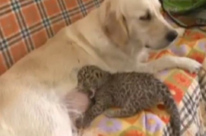 Köpek leopara annelik yapıyor