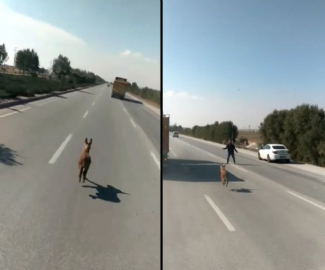 Sıpanın güldüren yolculuğu