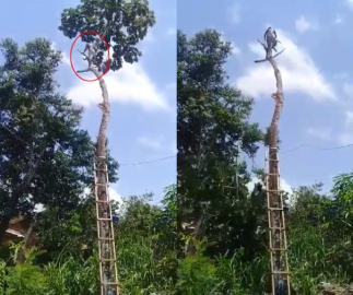 Bu ağaçtan aşağı düştü !