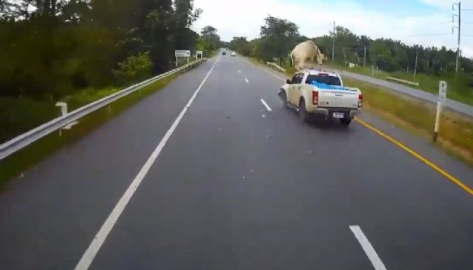 Kamyonet yola çıkan ineğe çarptı