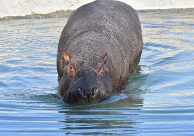 Berlin'de doğdu, İzmirli oldu