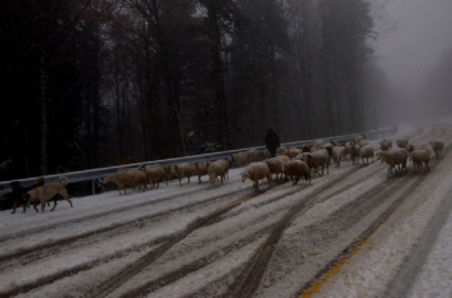 Koyunların zirve kampı erken bitti