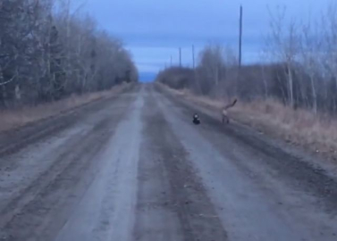 Kendi küçük, cesareti büyük