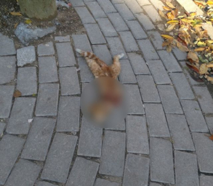 Afyonkarahisar'da vahşet