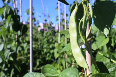 Soğuğa dayanıklı fasulye geliştirildi, sırada biber ve domates var