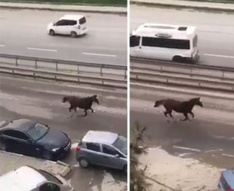 E-5'te dört nala koşan at görenleri hayrete düşürdü