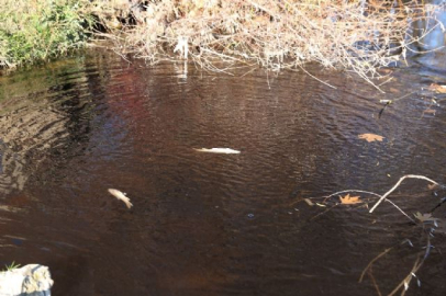 Kamış Çayı'nda korkutan görüntü