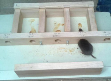 İmkânı olan değil cesareti olan fare kazandı