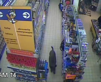 AVM'ye yaban domuzu girdi