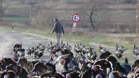 Yetiştiricilerden 'hindi' tavsiyeleri