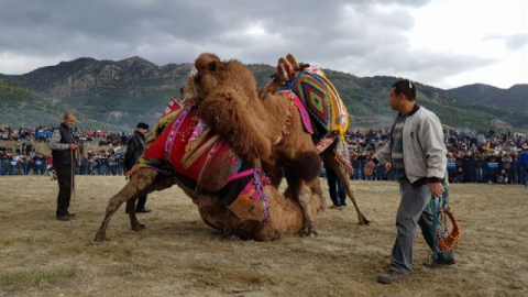 Deve güreşleri ilgiyle izlendi