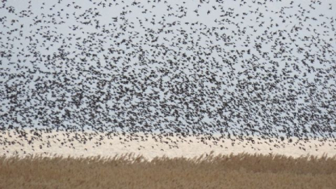 Sığırcıklardan görsel şölen