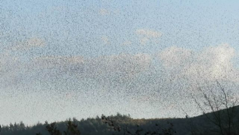 Sığırcıklardan büyüleyici dans