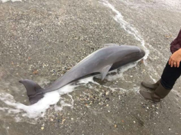 Tekirdağ sahiline ölü yunus vurdu