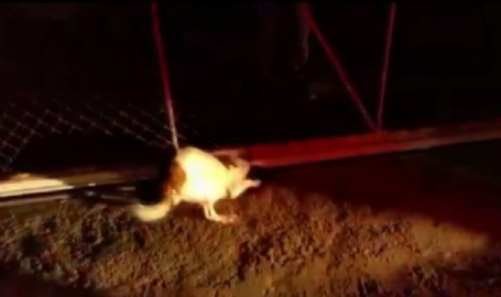 Kafası kapıya sıkışan köpeği itfaiye kurtardı