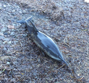 Yunusları tüfekle katlettiler !