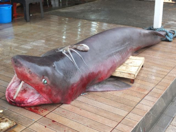 Hamsi ağına takıldı!