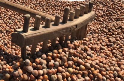 Fındıkta 'yalancı bahar' tehlikesi