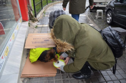 Üşüyen köpek için seferber oldular