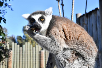 Lemurların yeni yuvası İzmir oldu
