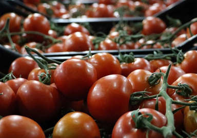 Rusya'dan 5 Türk şirketine daha domates izni