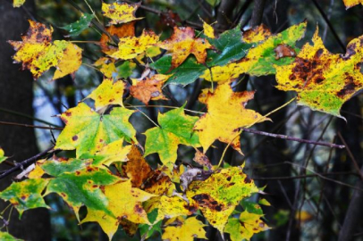 Meteoroloji beklenen haberi verdi! Ve yarın başlıyor
