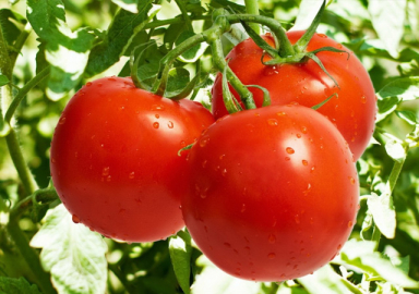 Rusya'dan Türk domatesine sınırsız vize