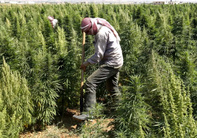 ABD ve PKK'nın kirli uyuşturucu oyunu! PKK ekiyor ABD koruyor