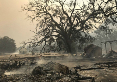 ABD’de orman yangını: 9 ölü