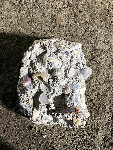 0x0-kartalda-coken-binanin-enkazindaki-deniz-kabuklari-goruntulendi-1549881533961