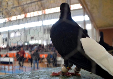 Dünyanın en pahalı güvercini dudak uçuklatan fiyata satıldı