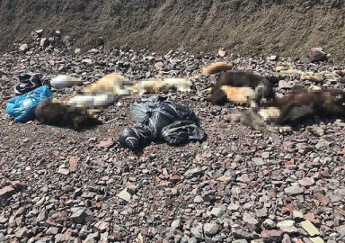 Ankara'da ikinci vahşet: Onlarca köpek ölüsü bulundu