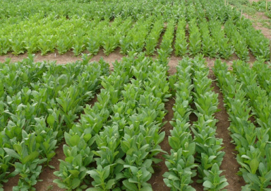 Tütün yasası 1 yıl ertelendi