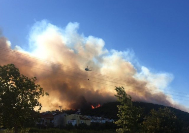 İzmir Dikili'de korkutan orman yangını