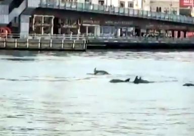 Yunus sürüsü Galata Köprüsü'ne kadar geldi