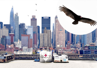 New York'ta ölümler arttı! Gözyüzünü akbabalar işgal etti