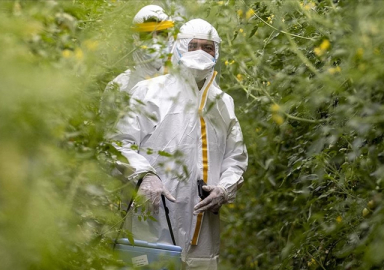 Tarım işçileri koronavirüs aşılarını tarlalarında oluyor