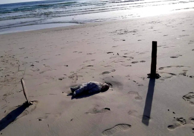 Bir Aylan bebek vakası daha! Dünya bu fotoğrafı konuşuyor