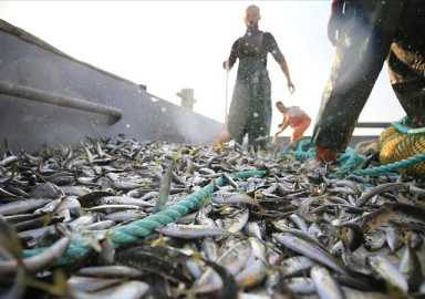 Av yasağı bitti! Balıkçılar denizle kavuştu