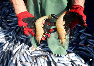 Uzmanlar araştırdı: Marmara'dan çıkan balık tüketilir mi?