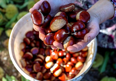 Kestane fiyatları el yakıyor! Tanesi 1 lira oldu