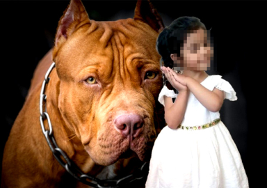 Küçük Asiye'ye saldıran köpekler silah sayıldı